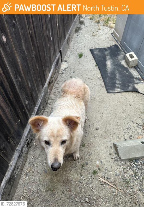 Found/Stray Female Dog last seen  Crawford Canyon rd / Del Ray, North Tustin, CA 92705
