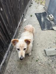 Found/Stray Female Dog last seen  Crawford Canyon rd / Del Ray, North Tustin, CA 92705