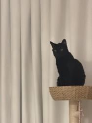 Lost Male Cat last seen Near ave, Westminster, CO 80031