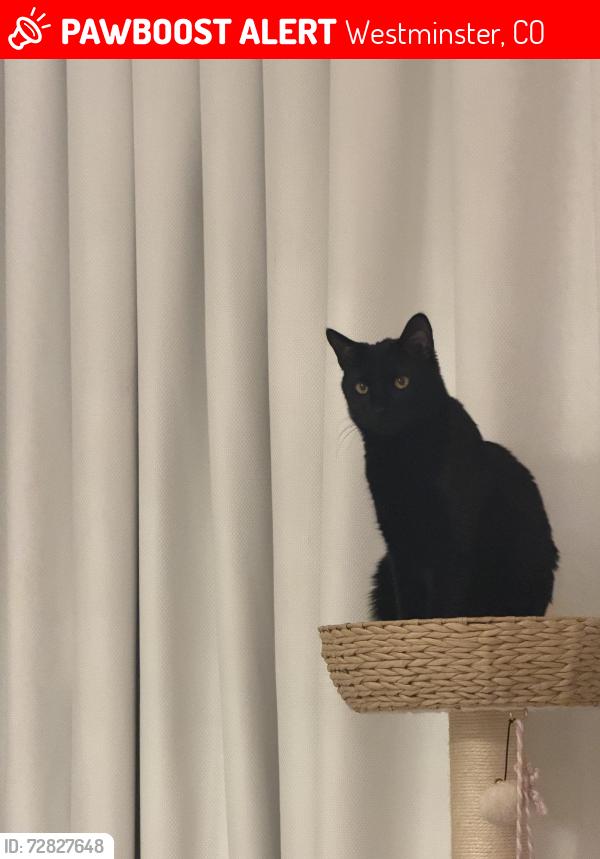 Lost Male Cat last seen Near ave, Westminster, CO 80031