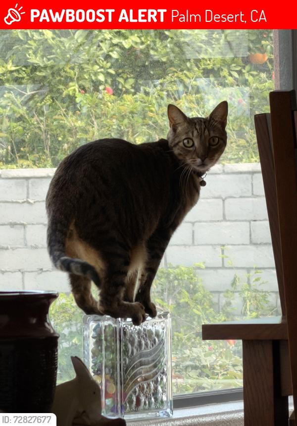 Lost Male Cat last seen Bursera Way and Desert Lily , Palm Desert, CA 92260