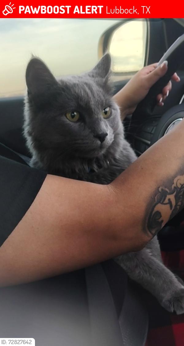 Lost Male Cat last seen Ave J, Lubbock, TX 79403