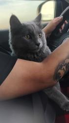 Lost Male Cat last seen Ave J, Lubbock, TX 79403