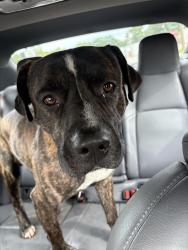 Found/Stray Male Dog last seen East Archer St. Tulsa, Tulsa, OK 74115
