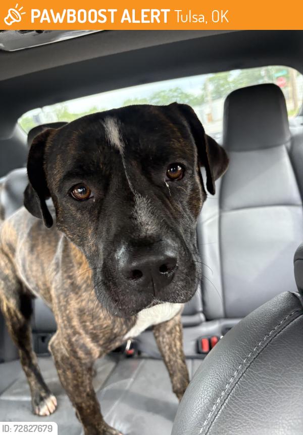 Found/Stray Male Dog last seen East Archer St. Tulsa, Tulsa, OK 74115