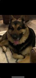Lost Male Dog last seen 81st and Garnett, Broken Arrow, OK 74014