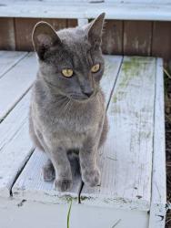 Found/Stray Female Cat last seen Harper & Eifert, Holt, MI 48842