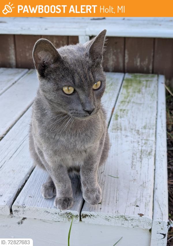 Found/Stray Female Cat last seen Harper & Eifert, Holt, MI 48842