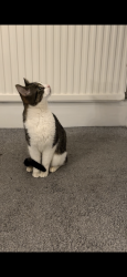 Lost Male Cat last seen Grays town, Thurrock, England RM17 5HW