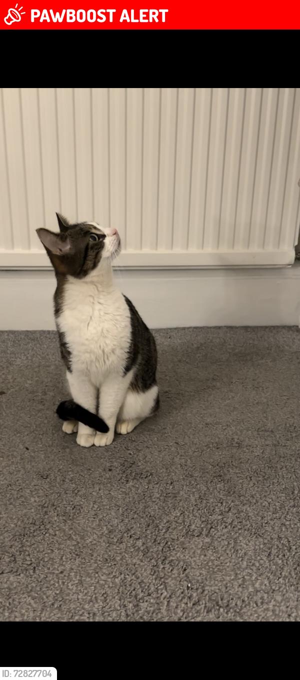 Lost Male Cat last seen Grays town, Thurrock, England RM17 5HW
