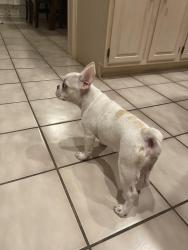Lost Male Dog last seen Cockrell Hill Rd., Desoto, TX, DeSoto, TX 75115