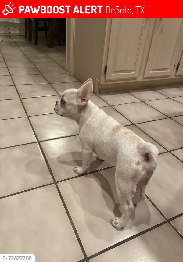 Lost Male Dog last seen Cockrell Hill Rd., Desoto, TX, DeSoto, TX 75115