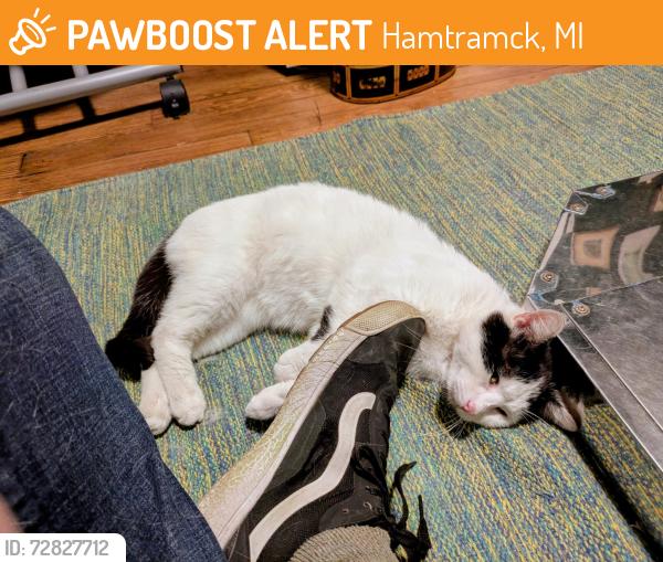 Found/Stray Male Cat last seen Caniff and Conant, Hamtramck, MI 48212