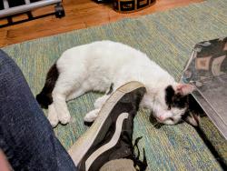 Found/Stray Male Cat last seen Caniff and Conant, Hamtramck, MI 48212