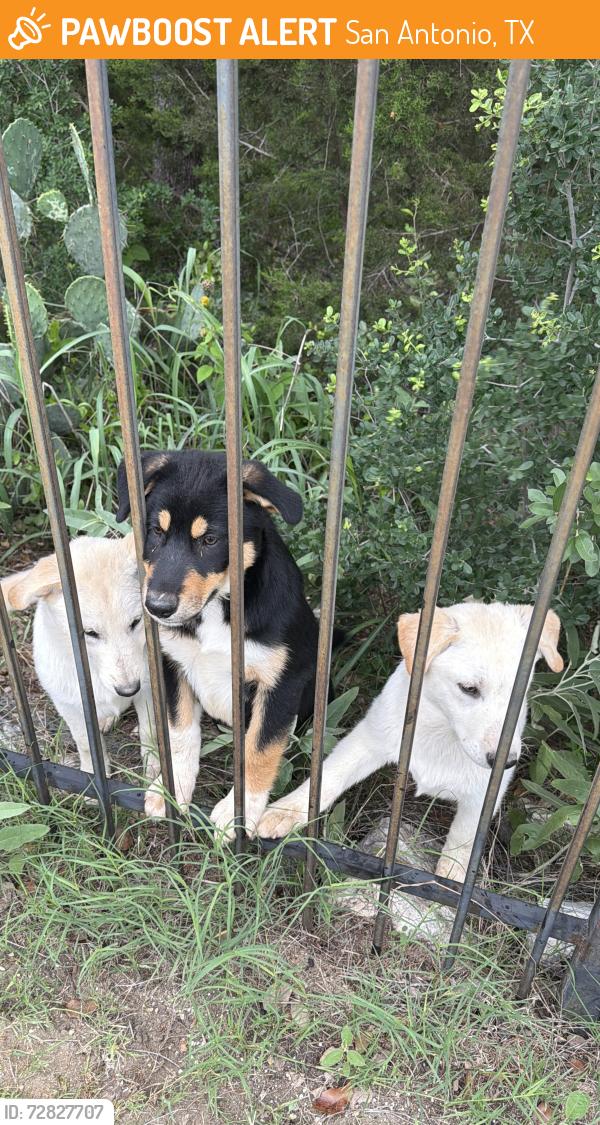 Found/Stray Unknown Dog last seen Green belt behind running fawn , San Antonio, TX 78261