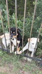 Found/Stray Unknown Dog last seen Green belt behind running fawn , San Antonio, TX 78261