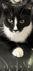 Lost Male Cat last seen NE 79th and Tillamook, Portland, OR 97213