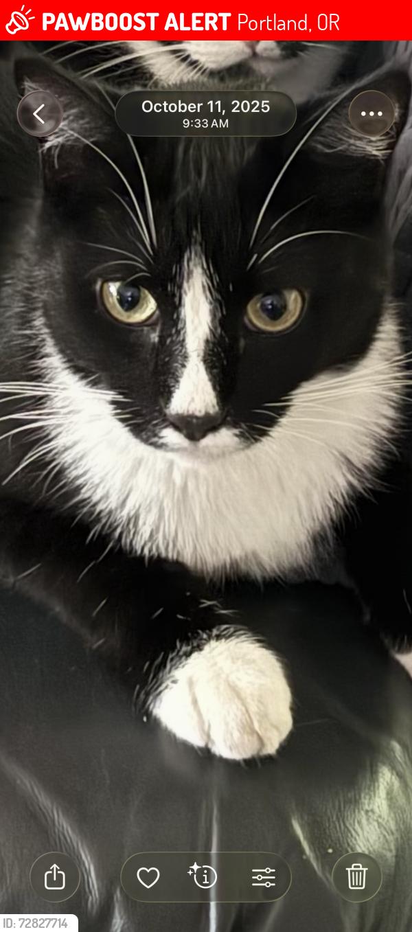 Lost Male Cat last seen NE 79th and Tillamook, Portland, OR 97213