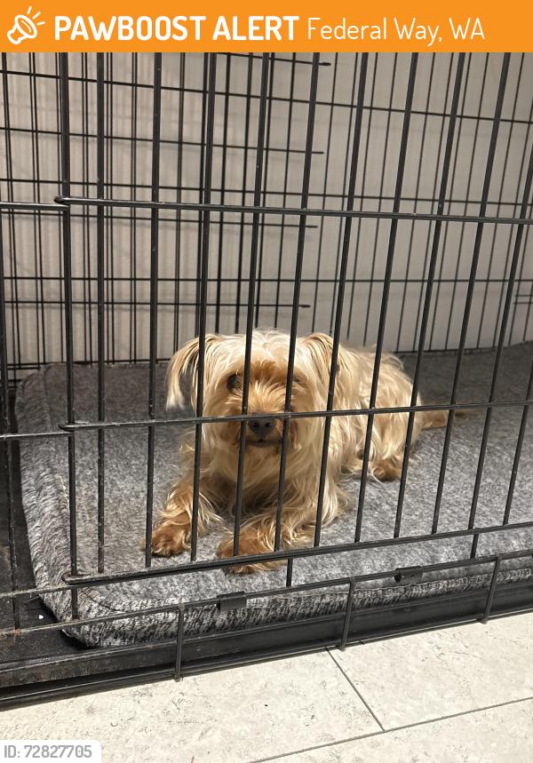 Found/Stray Female Dog last seen Near S 320th St Federal Way, WA  98003 United States, Federal Way, WA 98003