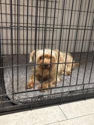Found/Stray Female Dog last seen Near S 320th St Federal Way, WA  98003 United States, Federal Way, WA 98003