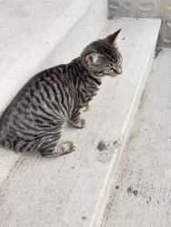 Found/Stray Female Cat last seen Sinclair st and Selkirk ave , Winnipeg, MB R2X 0B9