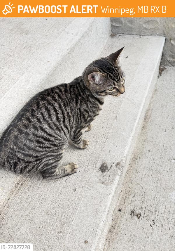 Found/Stray Female Cat last seen Sinclair st and Selkirk ave , Winnipeg, MB R2X 0B9