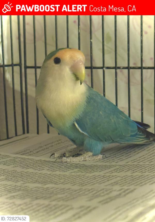 Lost Unknown Bird last seen Wilson and National, Costa Mesa, CA 92627