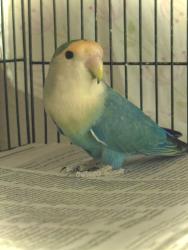 Lost Unknown Bird last seen Wilson and National, Costa Mesa, CA 92627