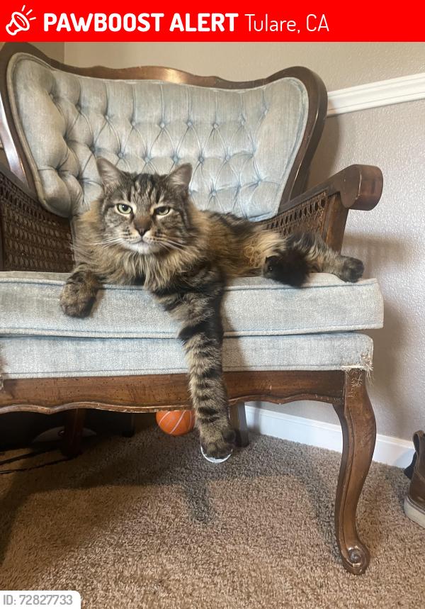 Lost Male Cat last seen Bardsley , Tulare, CA 93274