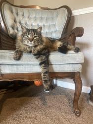Lost Male Cat last seen Bardsley , Tulare, CA 93274