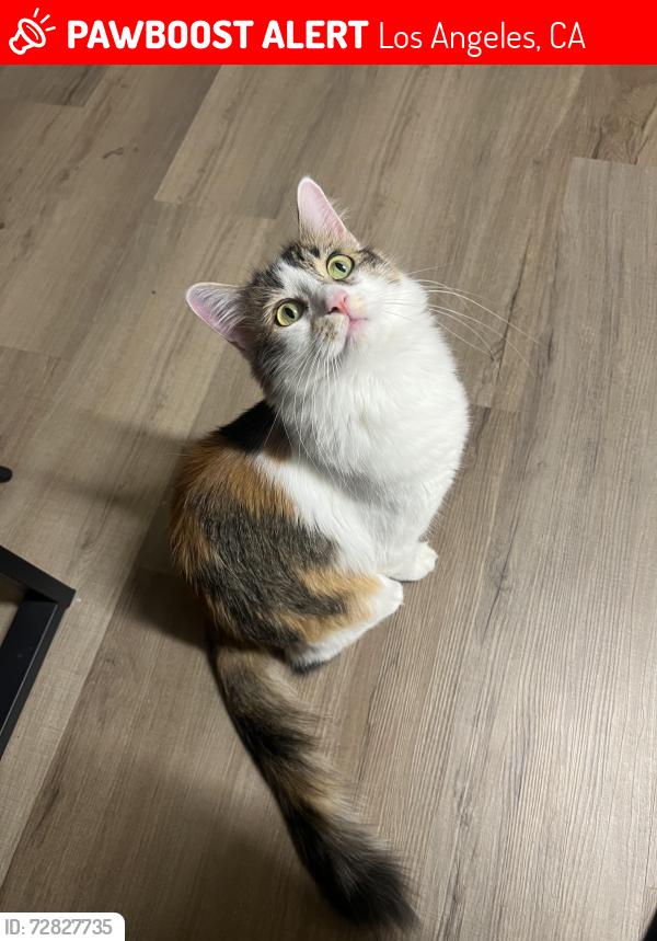 Lost Female Cat last seen Lankershim and victory , Los Angeles, CA 91606