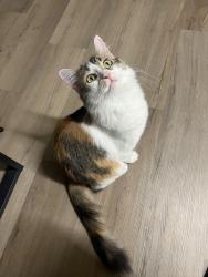 Lost Female Cat last seen Lankershim and victory , Los Angeles, CA 91606