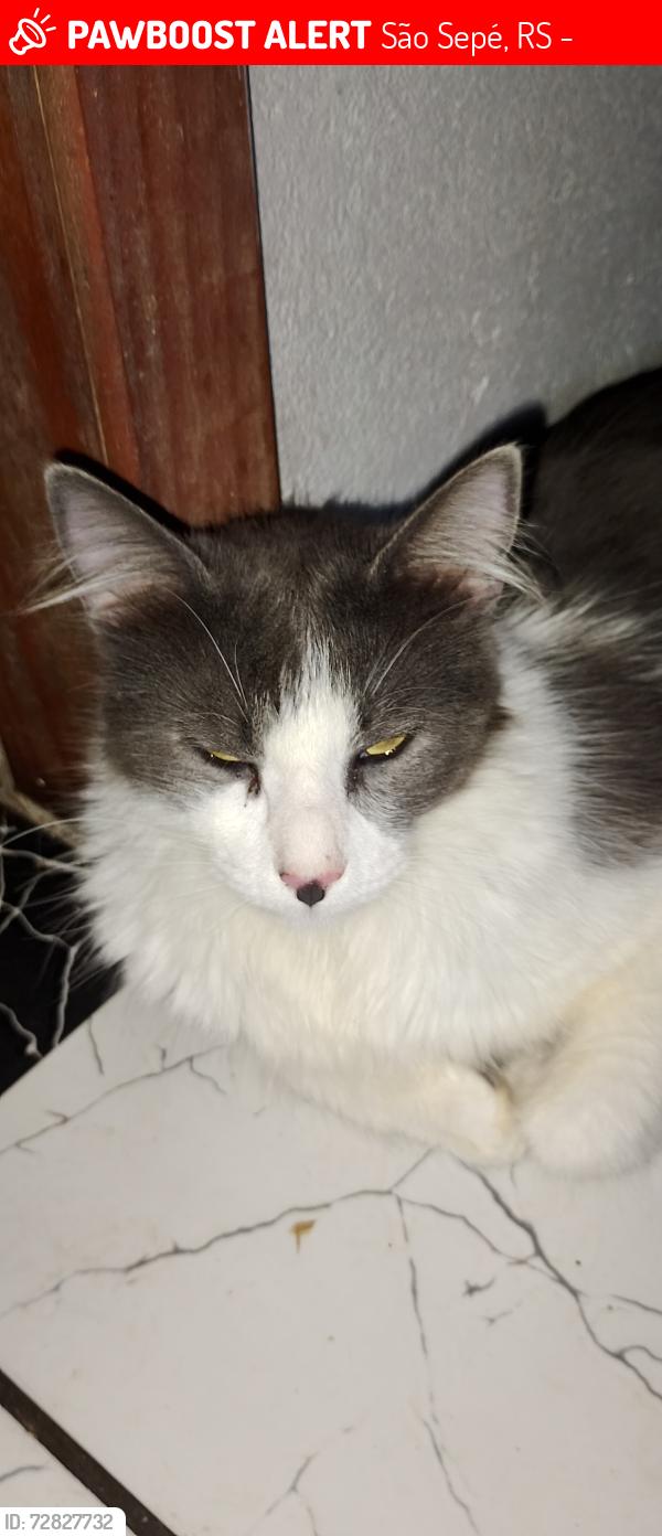 Lost Male Cat last seen Passando o índio Sepé uns 500, São Sepé, RS 97340-000
