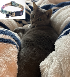 Lost Male Cat last seen Corner of seneca plaza and park rd, roughly, Charlotte, NC 28209