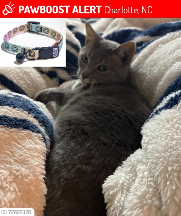 Lost Male Cat last seen Corner of seneca plaza and park rd, roughly, Charlotte, NC 28209
