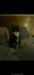 Lost Female Cat last seen Tall Timber Drive and Buckboard Trail, Allison Park, PA 15101