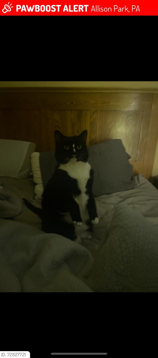 Lost Female Cat last seen Tall Timber Drive and Buckboard Trail, Allison Park, PA 15101