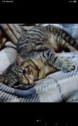 Lost Male Cat last seen Near Nature Trail, Port Richey, FL 34668, Port Richey, FL 34668