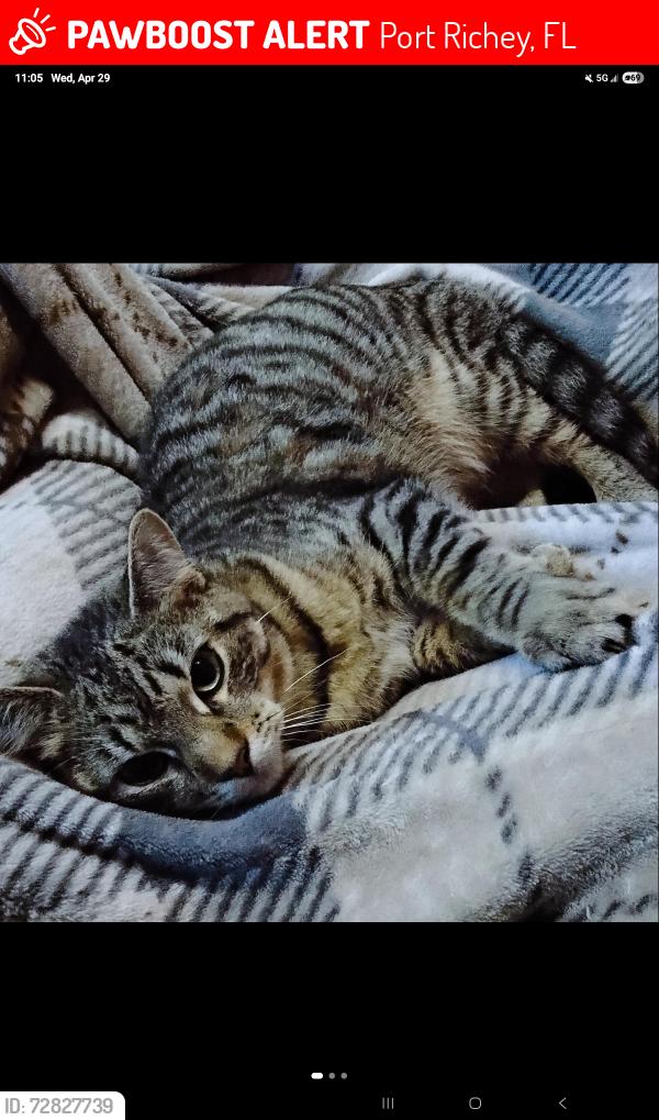 Lost Male Cat last seen Near Nature Trail, Port Richey, FL 34668, Port Richey, FL 34668