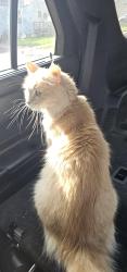 Found/Stray Female Cat last seen 32nd and Nebraska, Sioux City, IA 51104