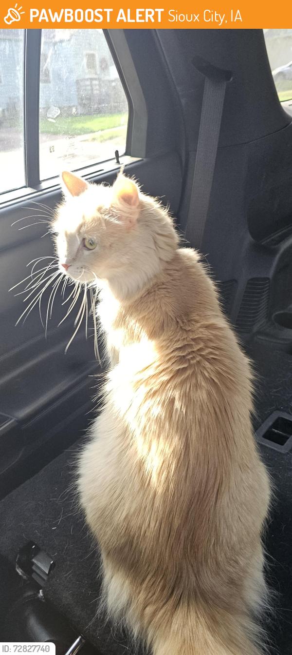 Found/Stray Female Cat last seen 32nd and Nebraska, Sioux City, IA 51104