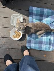 Found/Stray Unknown Cat last seen Stoneleigh and Walnut Ave, Dalton, GA 30720