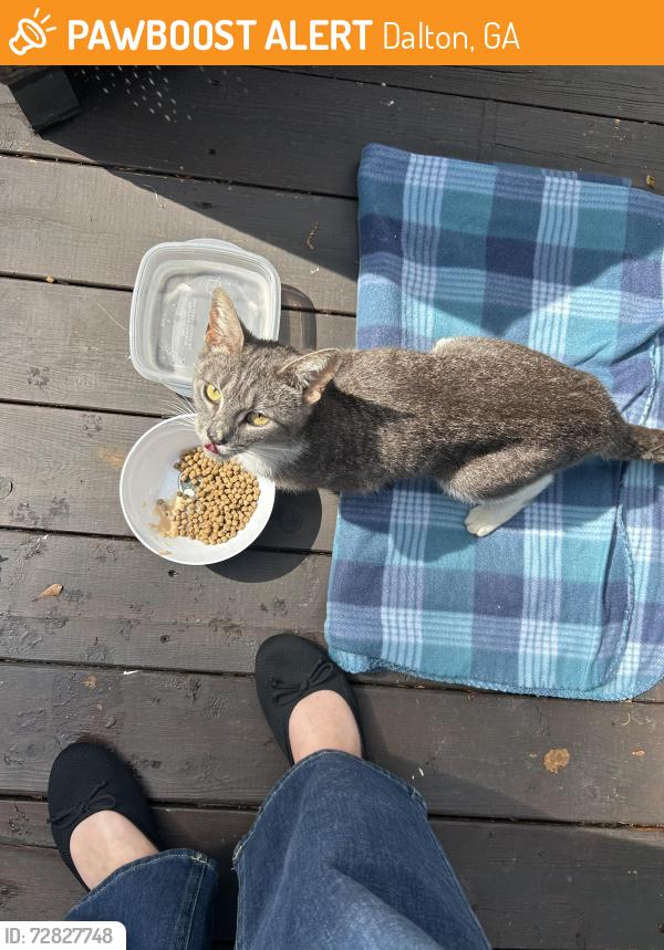 Found/Stray Unknown Cat last seen Stoneleigh and Walnut Ave, Dalton, GA 30720