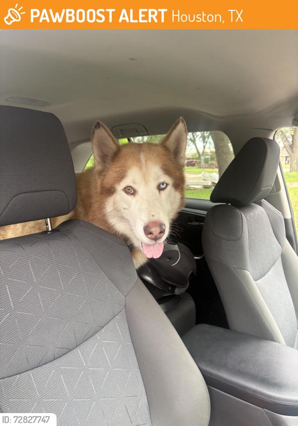 Found/Stray Male Dog last seen Harwin Dr, Bellaire Blvd, Alief area, Houston, TX 77072