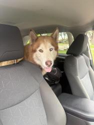 Found/Stray Male Dog last seen Harwin Dr, Bellaire Blvd, Alief area, Houston, TX 77072