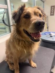 Shelter Stray Male Dog last seen Near BLOCK SW 211TH ST, Doral, FL 33122