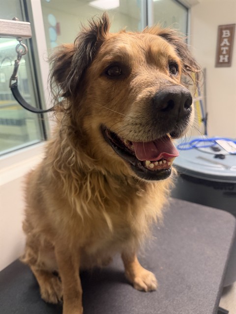 Shelter Stray Male Dog last seen Near BLOCK SW 211TH ST, Doral, FL 33122