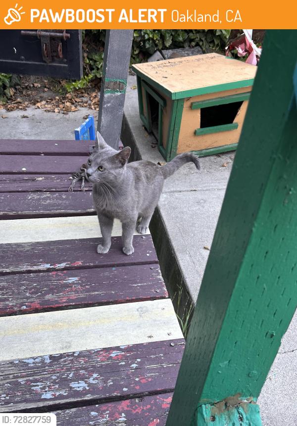 Found/Stray Male Cat last seen 25th, Oakland, CA 94606