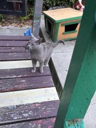 Found/Stray Male Cat last seen 25th, Oakland, CA 94606