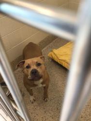 Shelter Stray Female Dog last seen Near BLOCK HOFFMAN WAY, Brighton, CO 80601